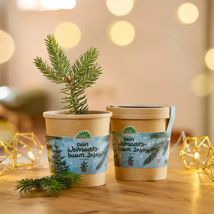 0d88839cebb278d150e4013fa1f03def0430856920a0c95b9797ee9ddda9a357 Christmas Tree γλαστράκι - Image 1